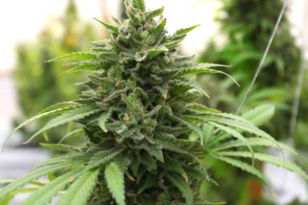 Кракен зеркало сегодня